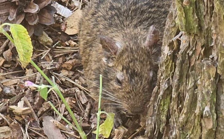 Zbiórka Jestem śmieciem... - zdjęcie główne