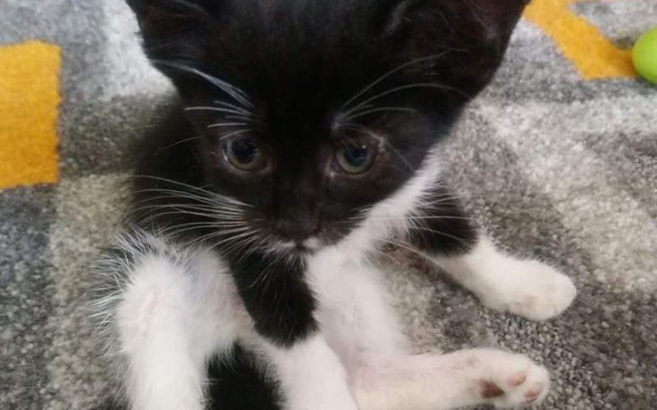 Zbiórka Na ratowanie życia Stuarta - zdjęcie główne