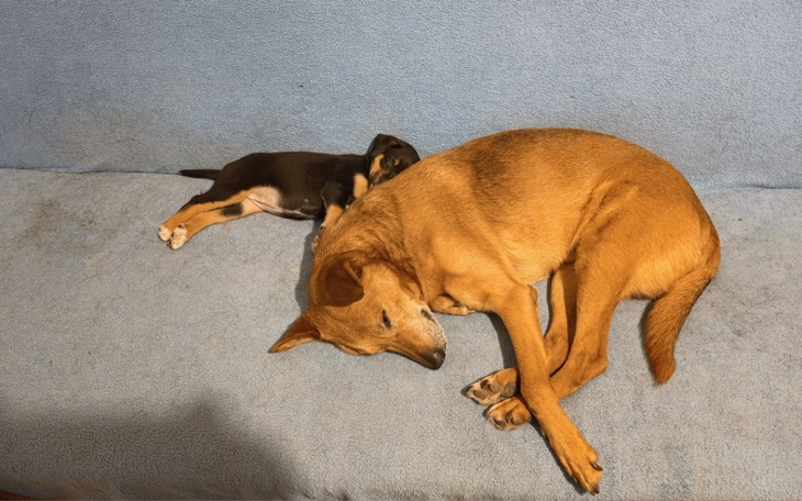 Zbiórka Sanacja Miśka - zdjęcie główne