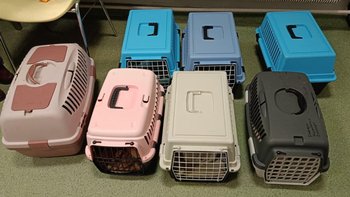 Zbiórka Szczepienie kociąt - miniaturka zdjęcia