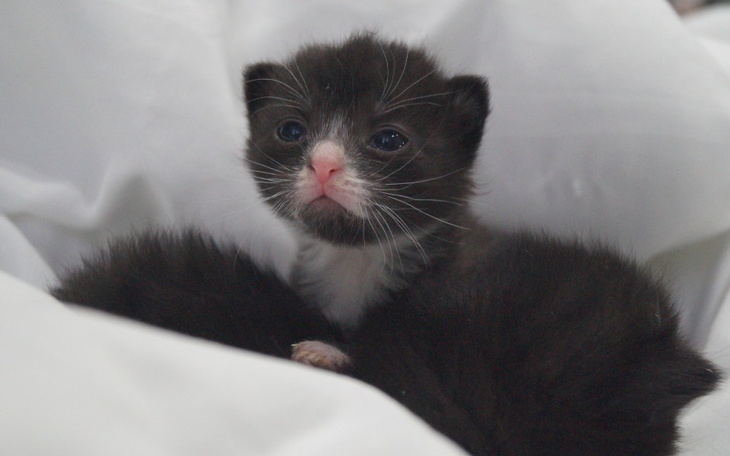 Zbiórka Osierocone maluszki - zdjęcie główne