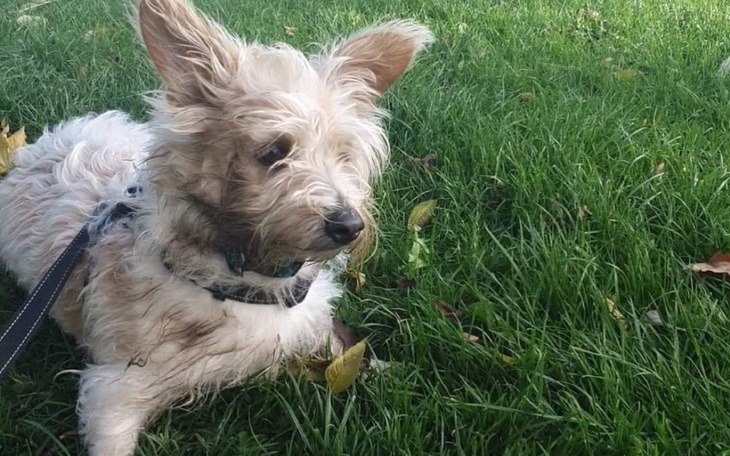 Zbiórka Chca mnie uśpić pomocy - zdjęcie główne