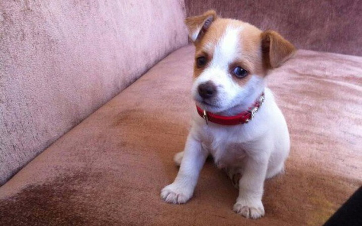 Zbiórka Aparat sluchowy dla popka - zdjęcie główne