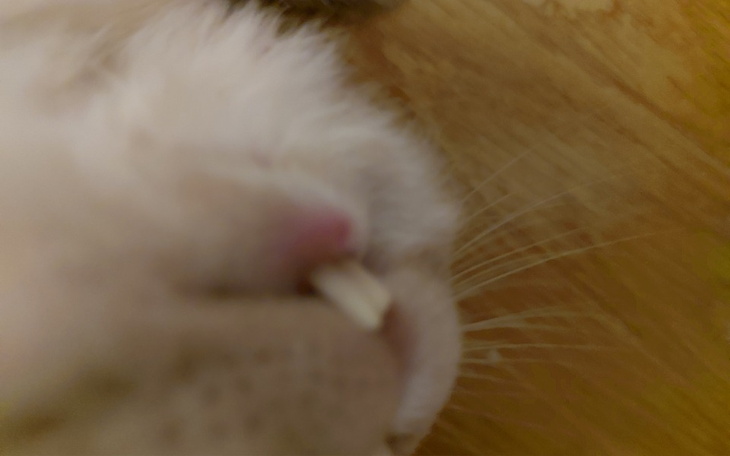 Zbiórka Zabieg usunięcia zębów o królika - zdjęcie główne