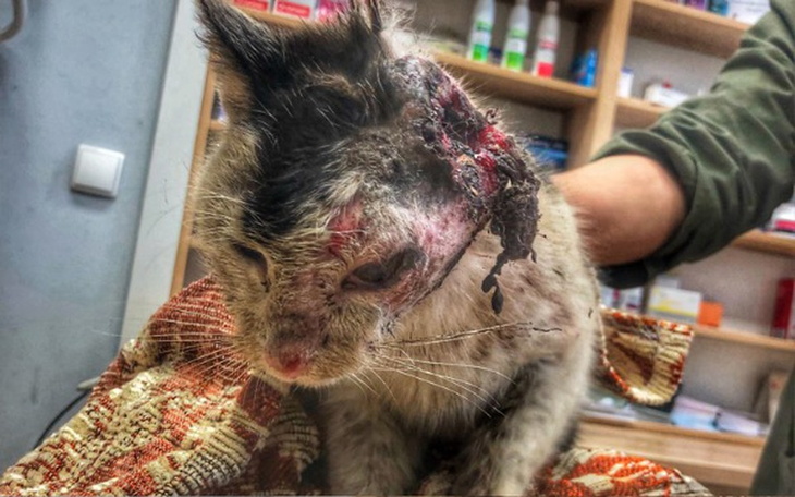 Zbiórka Zbieramy na nowe życie kota - zdjęcie główne