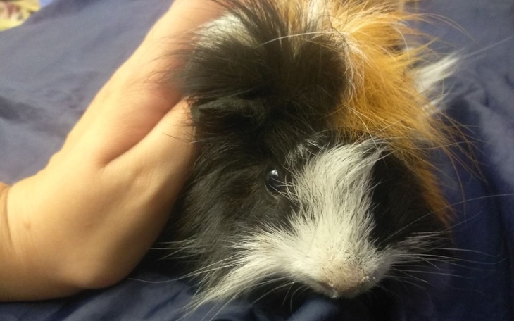 Zbiórka Pampuch i Pablo - zdjęcie główne