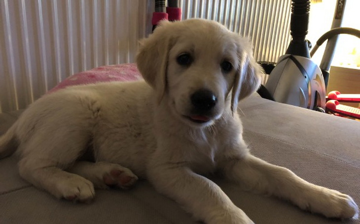 Zbiórka Dla mojego pieska Leonka - zdjęcie główne