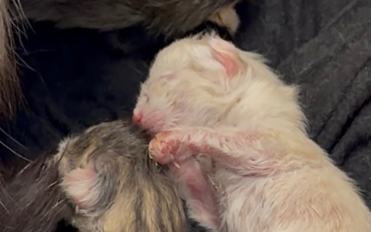 Noworodek kotek śpiący przy matce.