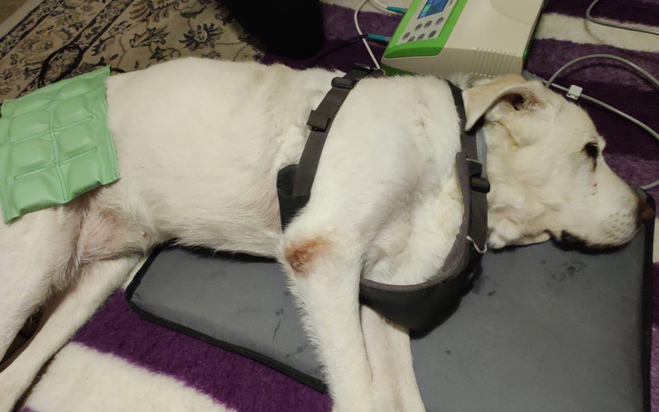 Chory pies odpoczywa na poduszce z zimnym okładem.