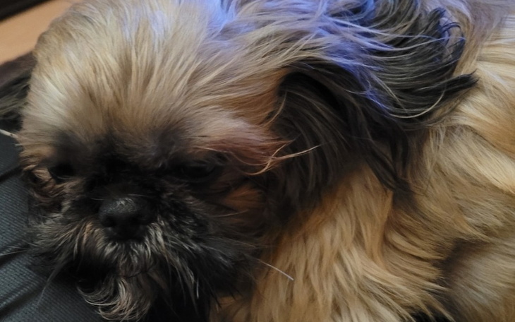 Mały piesek z długim futrem, leżący na czarnej powierzchni.