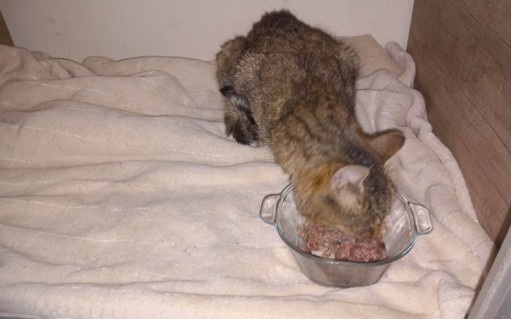 Zbiórka Transport kotki z białaczką - zdjęcie główne