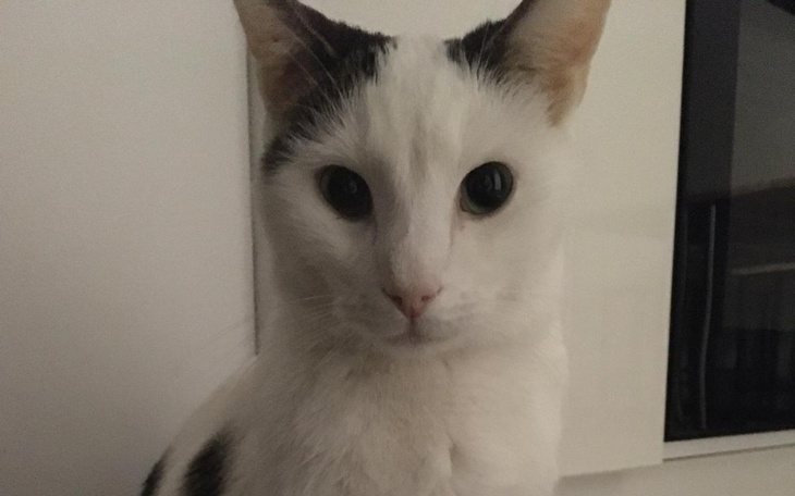 Zbiórka Choroba chce zabrać nam Zeldę - zdjęcie główne