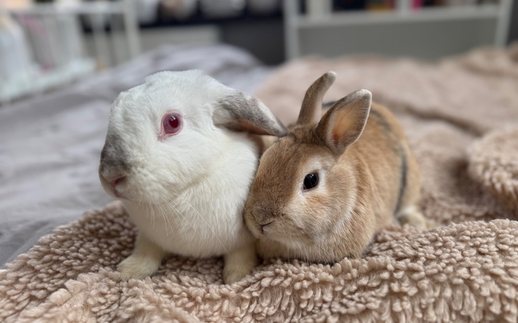 Dwa króliki przytulające się do siebie na miękkim kocu.