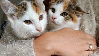 Zbiórka Dla 2 siostrzyczek na utrzymanie - miniaturka zdjęcia