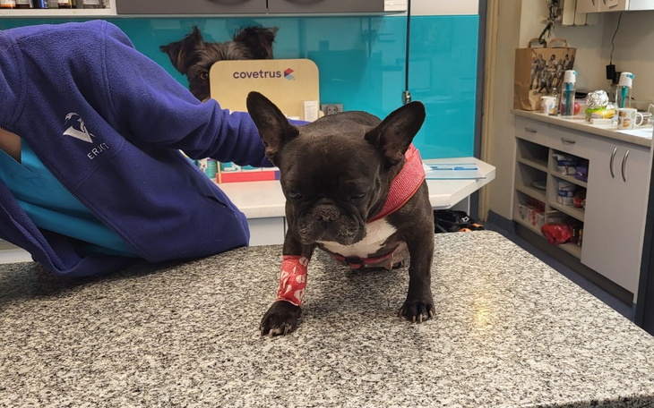 Zbiórka Podaruj Juleczce życie - zdjęcie główne