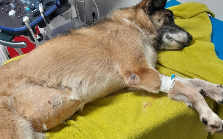 Chory pies leżący na stole w szpitalu weterynaryjnym.