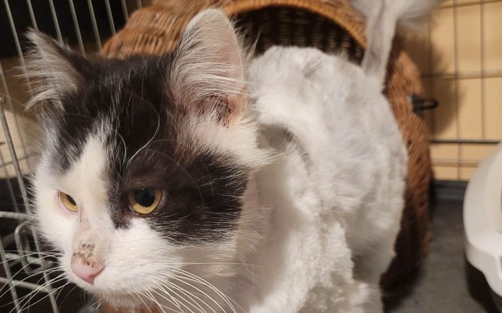 Zbiórka Logan-porzucona piękność. - zdjęcie główne