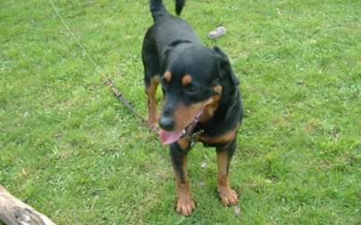 Zbiórka Proszę o pomoc dla Maxa - zdjęcie główne