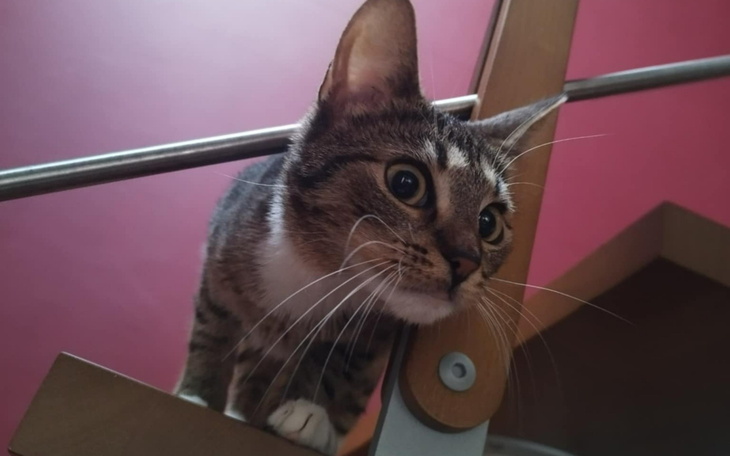 Kot wspinający się na schody, z ciekawym wyrazem twarzy.