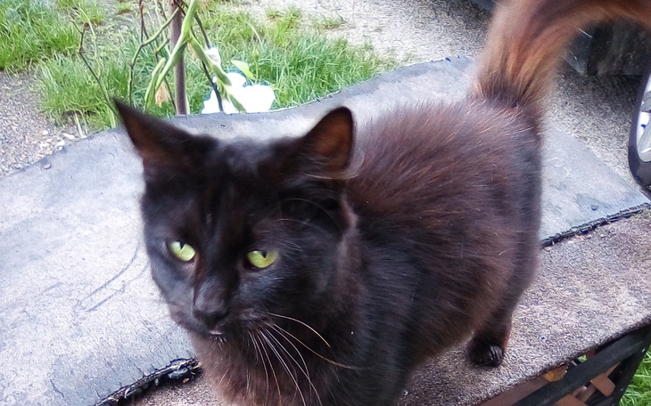 Czarny kot z zielonymi oczami, bawiący się na zewnątrz.