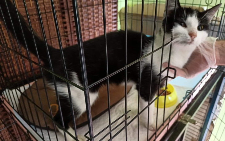 Zbiórka Szkielet kota z lasu - zdjęcie główne