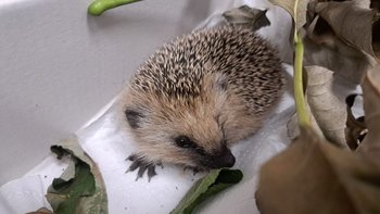 Zbiórka Nakarm jeżowe brzuszki! - miniaturka zdjęcia