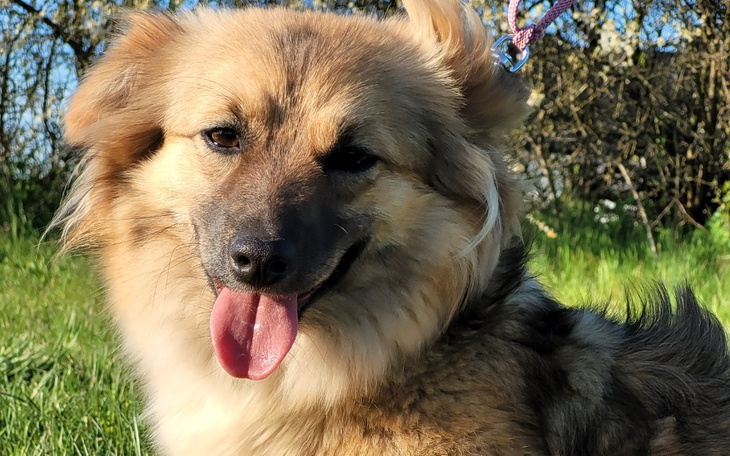 Zbiórka Kuleczka zbiera na paliwo - zdjęcie główne