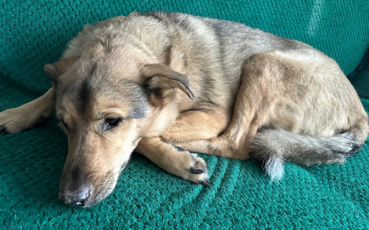 Zbiórka Leczenie i diagnoza Bzika - zdjęcie główne