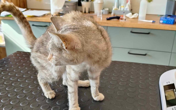 Kotek z ciekawym spojrzeniem, gotowy na nowe wyzwania.