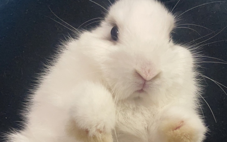 Zbiórka Na zabieg króliczka - zdjęcie główne