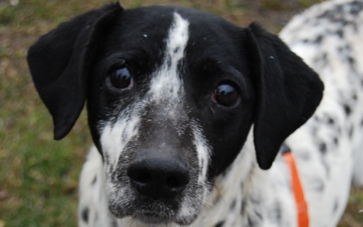 Zbiórka Na utrzymanie naszego azylu - zdjęcie główne