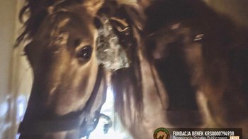 Zbiórka ALARM! Dziś termin Zuzi i Zefira - miniaturka zdjęcia