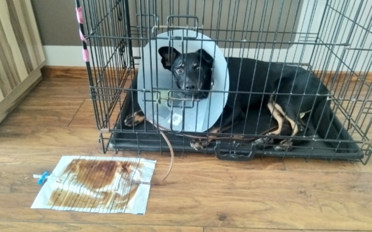 Zbiórka Operacja miednicy u suczki Lunki - zdjęcie główne