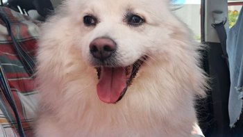 Zbiórka Kajko zbiera na hotelik - miniaturka zdjęcia