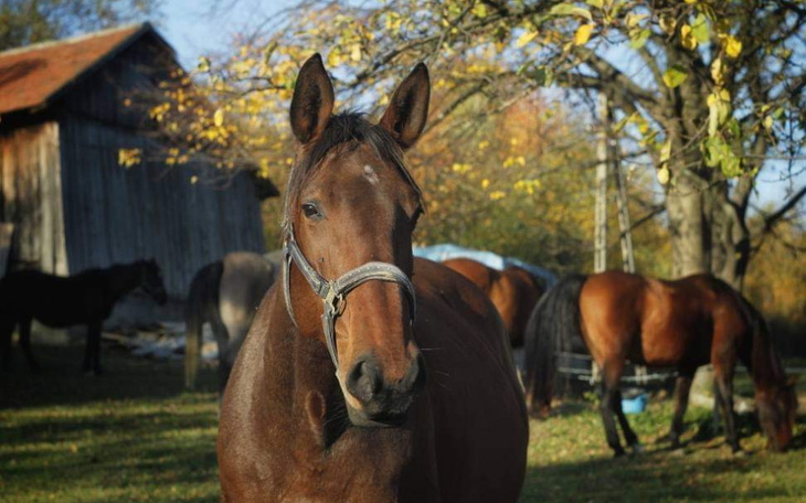 Zbiórka Transport i utrzymanie koni - zdjęcie główne