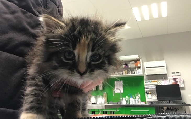 Zbiórka Zbieramy na operacje serduszka - zdjęcie główne