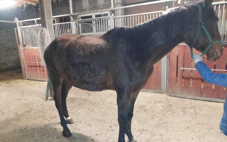 Zbiórka Na uratowanie konia - zdjęcie główne