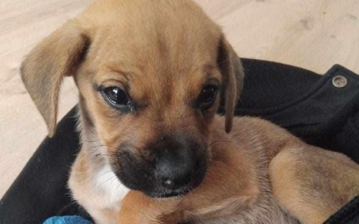 Zbiórka Sunia z nad rzeki umiera - zdjęcie główne