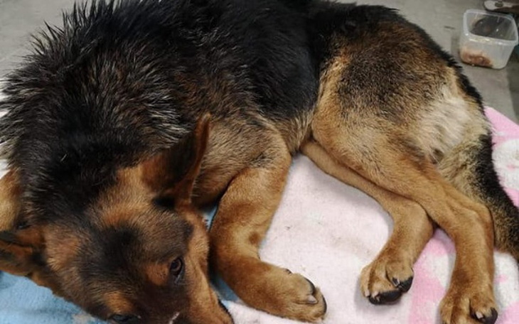 Zbiórka Uratujemy łapę Dina ? - zdjęcie główne