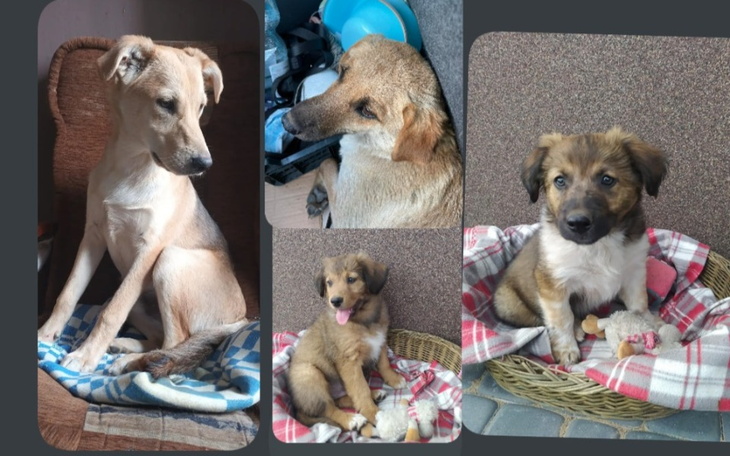 Zbiórka Transport psów z podlasia - zdjęcie główne