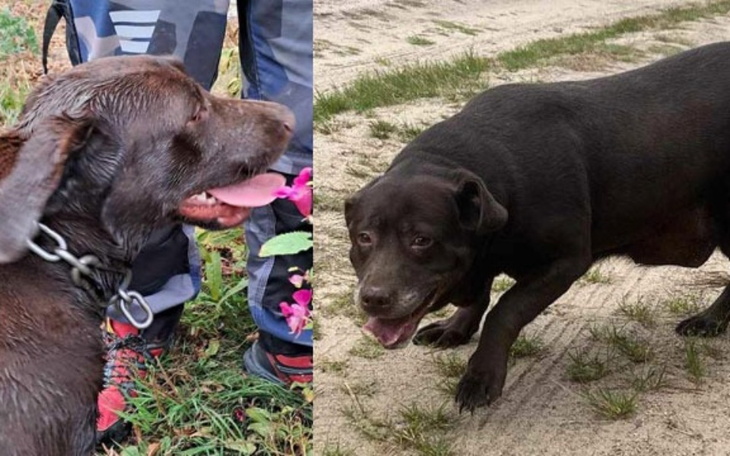 Zbiórka Pomoc dla labradorów - zdjęcie główne