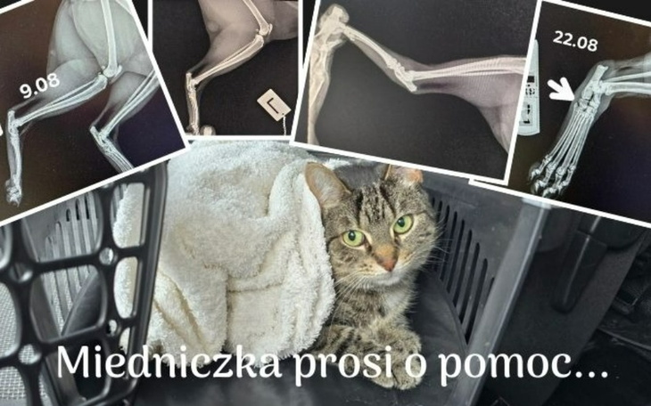 Miedniczka, kotek z kontuzją, potrzebuje pomocy weterynaryjnej.