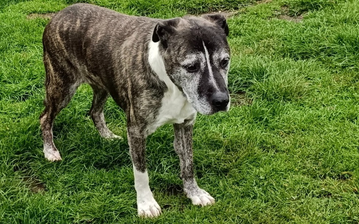 Stary pies na zielonej trawie, z zamyślonym wyrazem twarzy.