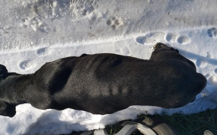 Zbiórka BAMBO - chudzinka z ulicy - zdjęcie główne