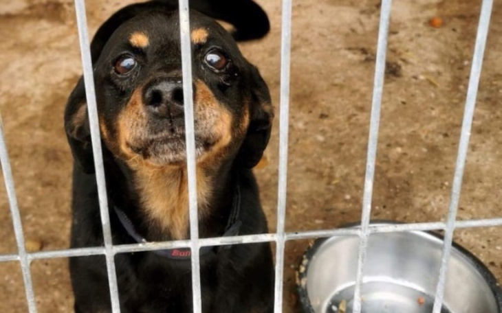 Zbiórka Zbiórka karmy dla Miedarczyków - zdjęcie główne