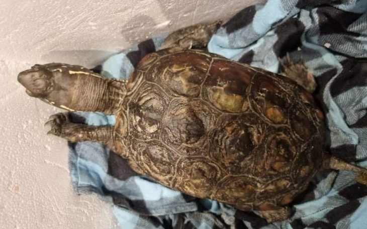 Zbiórka Ratunek dla żółwi - zdjęcie główne