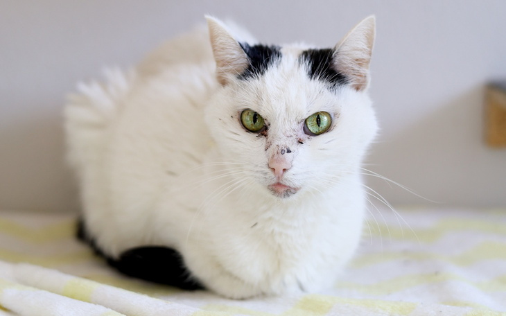 Kot biały z czarnymi łatami, siedzący na kocu.