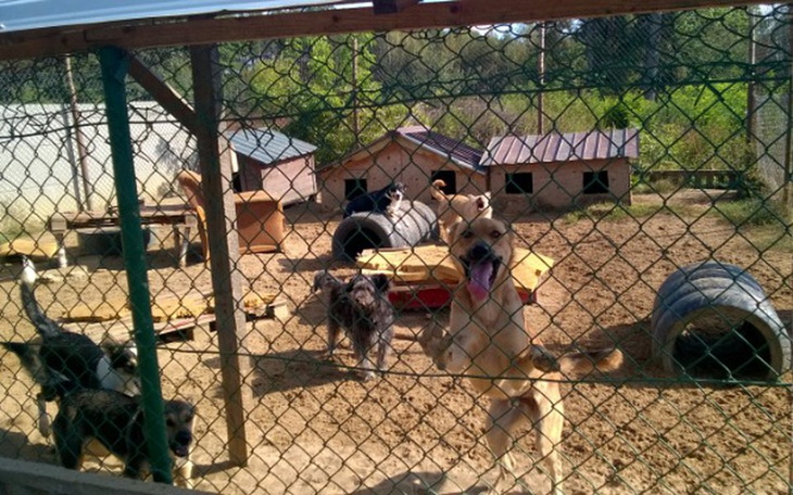 Zbiórka Na zakup bud dla psiaków - zdjęcie główne