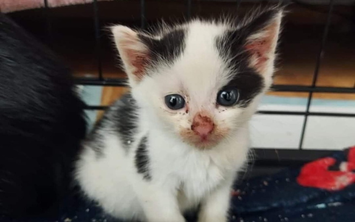 Zbiórka Napełnij z nami miseczki - zdjęcie główne