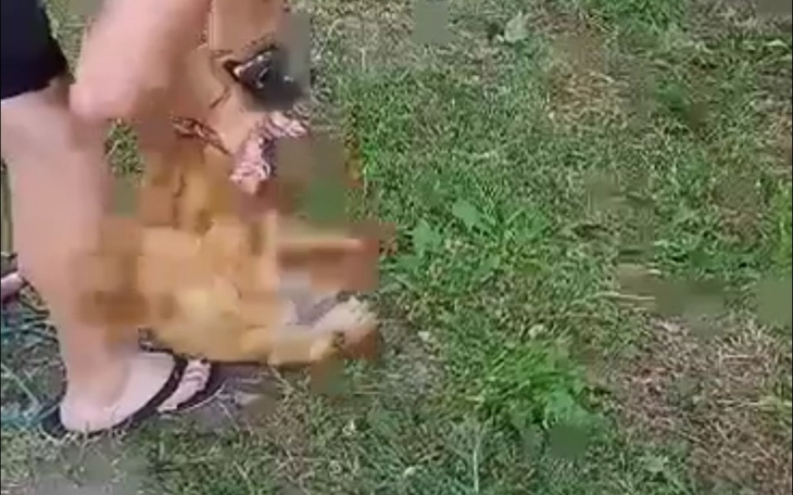 Zbiórka Aza bita suczka - zdjęcie główne